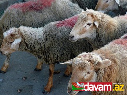 Bakı şəhərində qurbanlıq heyvanların yarmarkası təşkil olunacaq