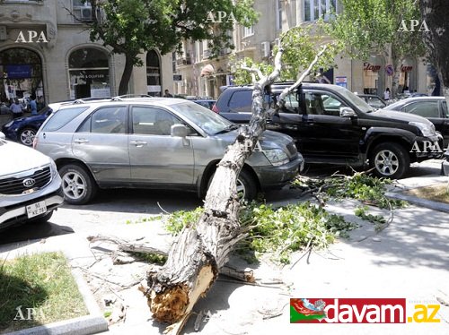 Bakının mərkəzində güclü külək ağacı maşınların üstünə aşırıb, bir neçə maşına ciddi ziyan dəyib