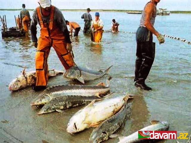 Xəzəryanı ölkələr nərəkimilərin kommersiya məqsədli ovlanmasına qadağa qoyulması barədə razılığa gəliblər