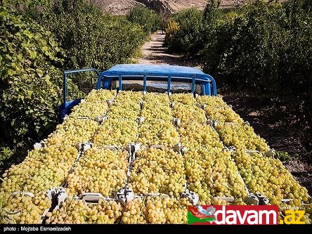 Urmiyə bağbanları məhsullarını altıda bir qiymətə satır!