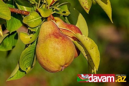 Armud bağırsaqlar üçün ən faydalı meyvədir