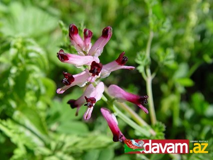 ŞAHTƏRƏ (Dərman şahtərəsi, Fumaria officinalis)