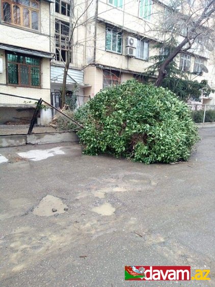 Bakıda güclü külək ağaclara ziyan vurub