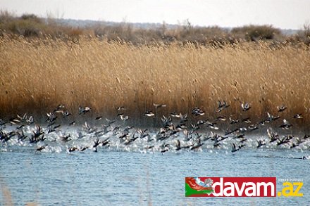 Ýerajy çäkli goraghanasy: guşlaryň gyşky hasabaty hem-de ... türkmen tebigatynyň şahyrana keşbi