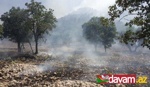 İranda meşələri qəsdən yandırmaqda şübhəli bilinən 24 nəfər saxlanılıb