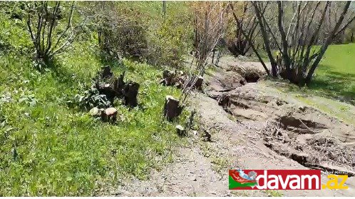 Güney Azərbaycanda meşə ağaclarının kəsilməsi davam edir