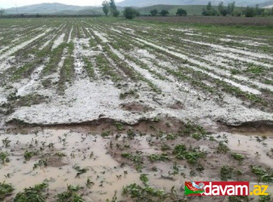 Dolu Güney Azərbaycan kənd təsərrüfatına ziyan vurub