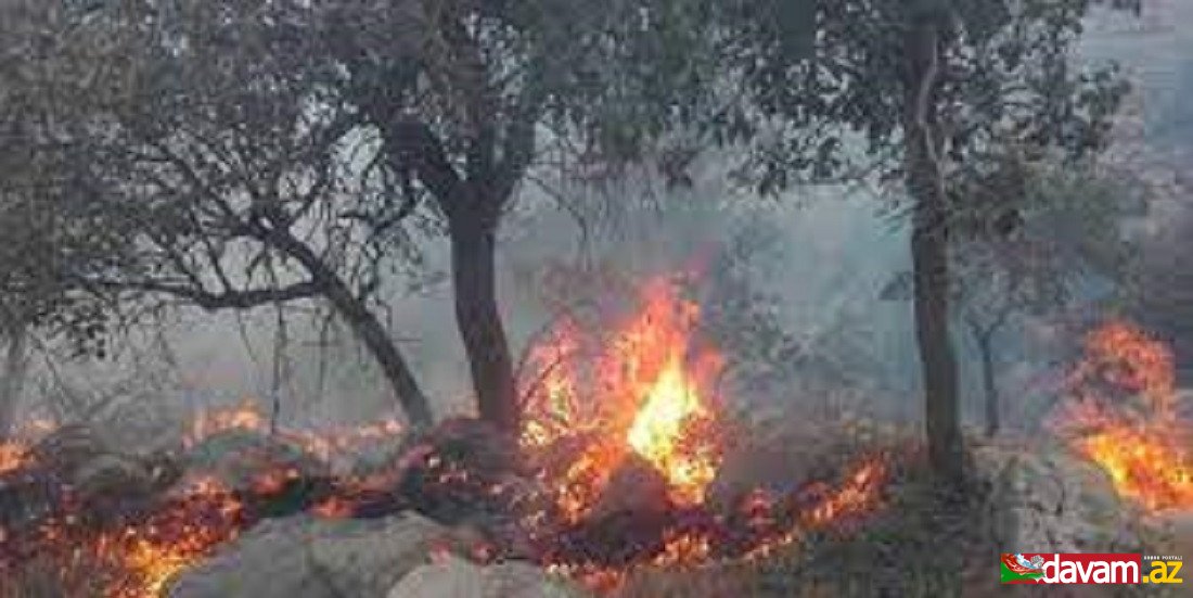 Güney Azərbaycanda meşə yanğınları baş verib